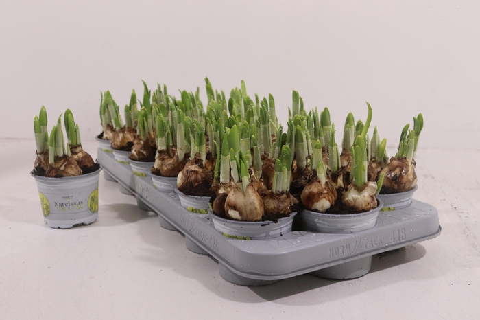 <h4>NARC O TETE A TETE</h4>