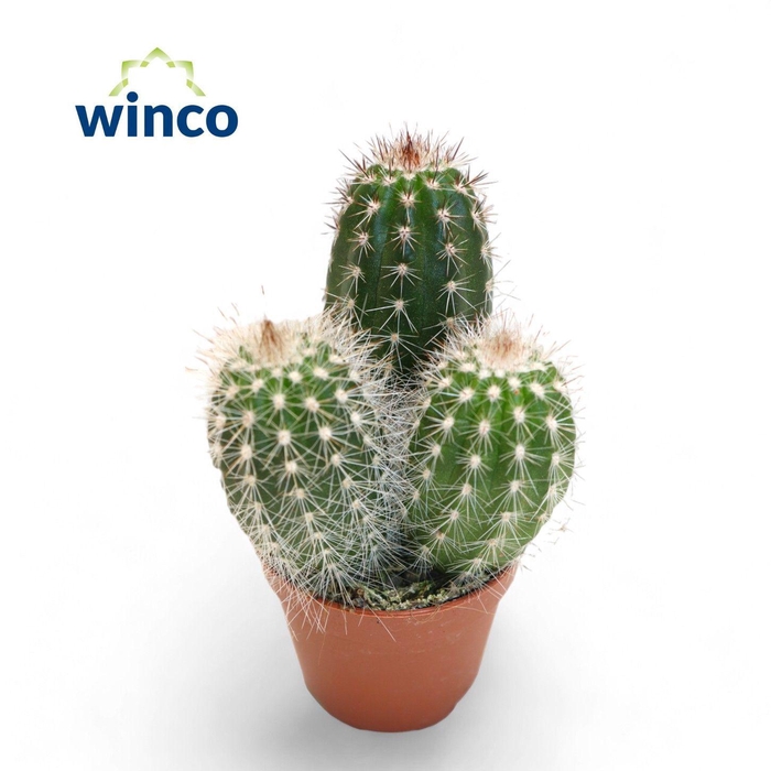 Thrixanthocereus Blossfeldiorum