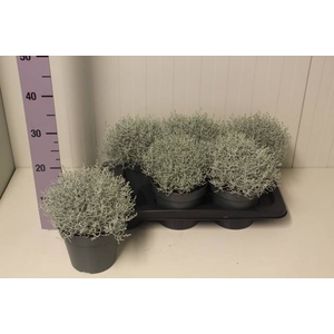 Leucophyta brownii (Calocephalus) 17Ø 25cm