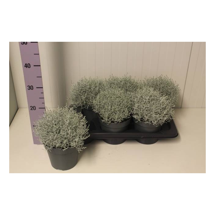 <h4>Leucophyta brownii (Calocephalus) 17Ø 25cm</h4>