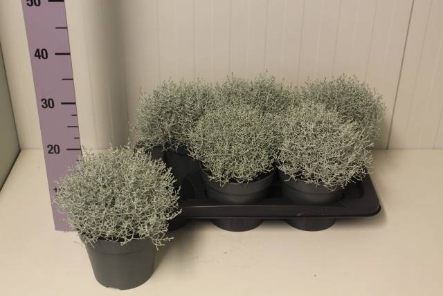 Leucophyta brownii (Calocephalus) 17Ø 25cm