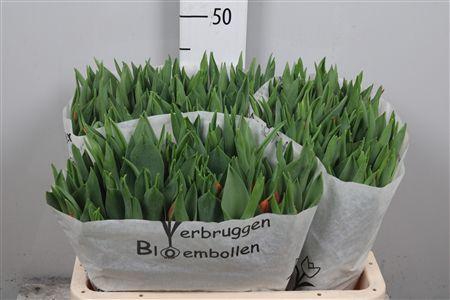 <h4>Tu En Titan</h4>