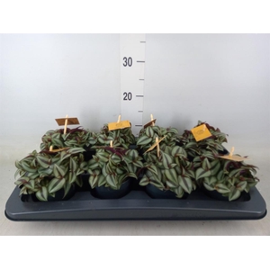 Tradescantia zebr. 'Purpusii'