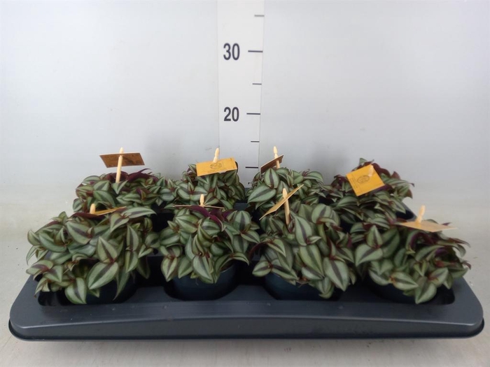 <h4>Tradescantia zebr. 'Purpusii'</h4>