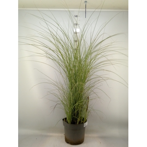 Miscanthus sin. 'Morning Light'