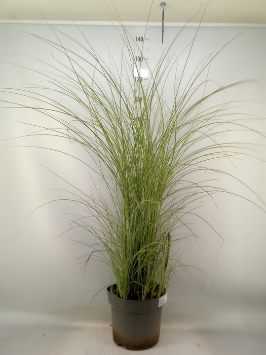 <h4>Miscanthus sin. 'Morning Light'</h4>