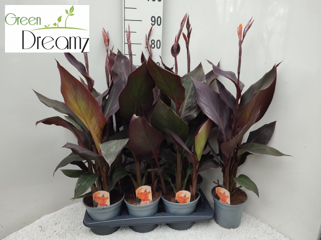 <h4>CANNA PACIFIC BEAUTY</h4>