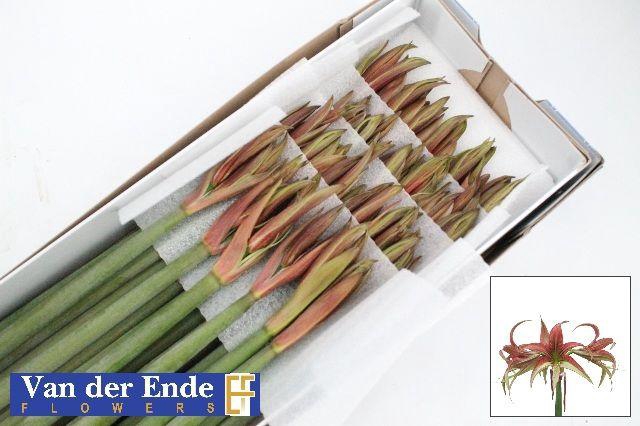 <h4>HIPP SP TANGO</h4>