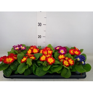 Primula ac.   ...mix