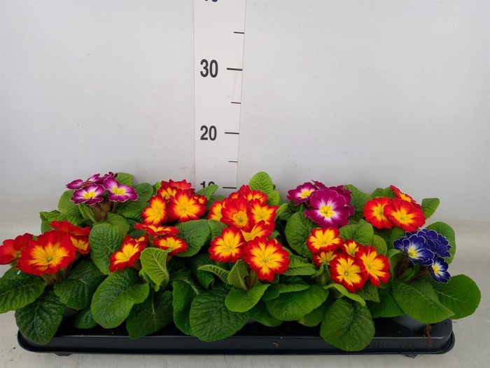<h4>Primula ac.   ...mix</h4>