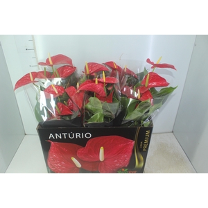 ANTHURIUM MICHIGAN P17 PREMIUM