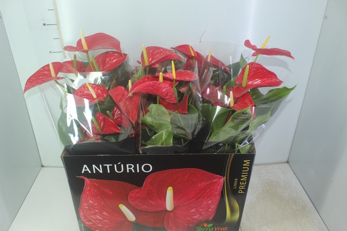 <h4>ANTHURIUM MICHIGAN P17 PREMIUM</h4>