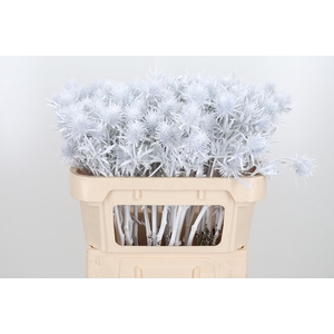 Eryn Supernova Kl Bh Wit