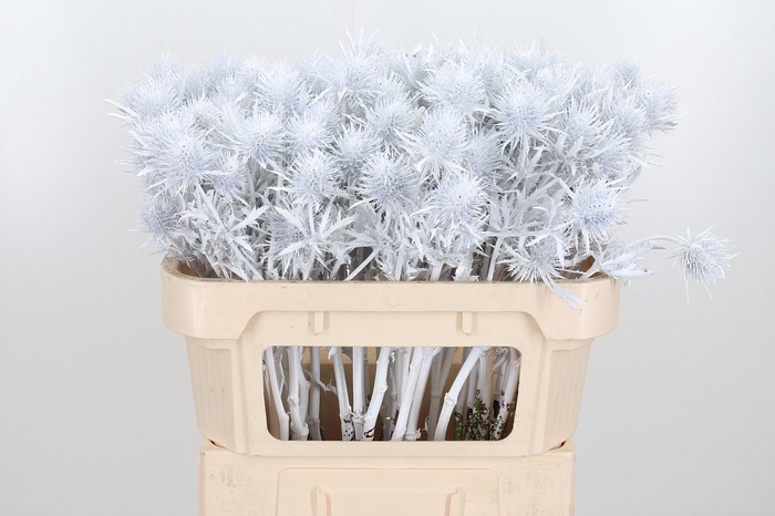 <h4>Eryn Supernova Kl Bh Wit</h4>