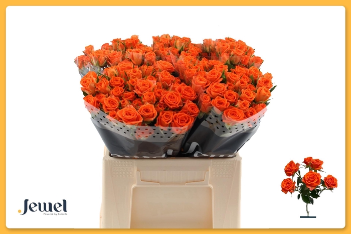 <h4>R TR PICANTO</h4>