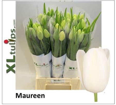 <h4>Tu Fr En Maureen</h4>