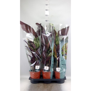 Calathea majestica 'Whitestar'