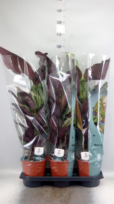<h4>Calathea majestica 'Whitestar'</h4>