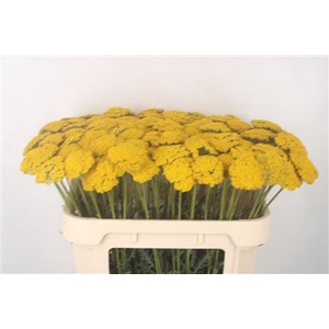 Achillea F Park Variety