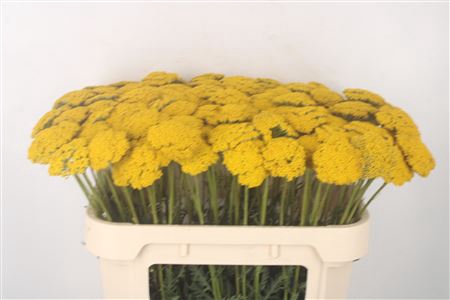 <h4>Achillea F Park Variety</h4>