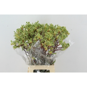 ANIGOZ ARANKA 70CM