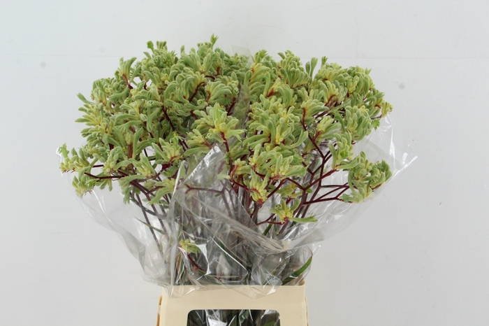 <h4>ANIGOZ ARANKA 70CM</h4>