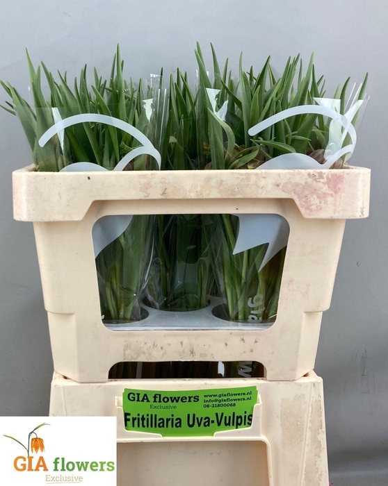 <h4>FRIT UVA-VULPIS</h4>