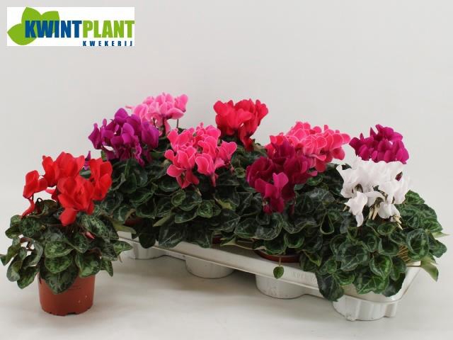 <h4>CYCL MD SUP ALLURE</h4>