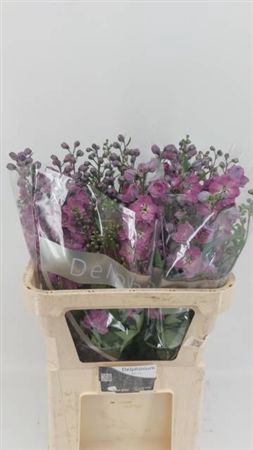 <h4>Delph Du D.pink Power</h4>
