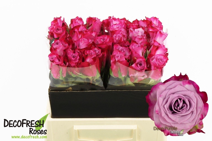 <h4>R Gr Deep purple</h4>