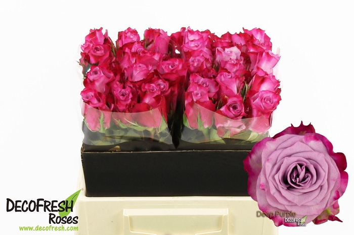 <h4>R Gr Deep purple</h4>