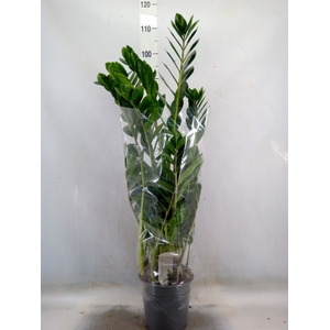 Zamioculcas zamiifolia