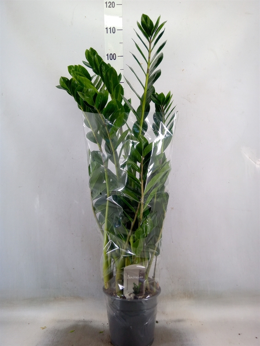 <h4>Zamioculcas zamiifolia</h4>