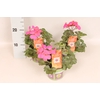 Pelargonium Calliope landscape Pink (+steeketiket)