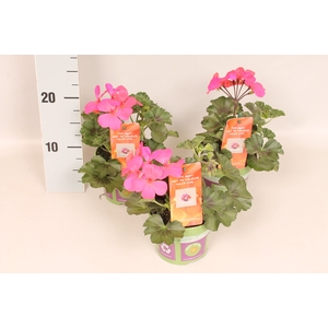 Pelargonium Calliope landscape Pink