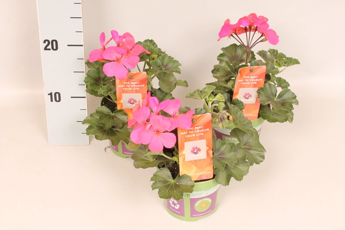 Pelargonium Calliope landscape Pink (+steeketiket)