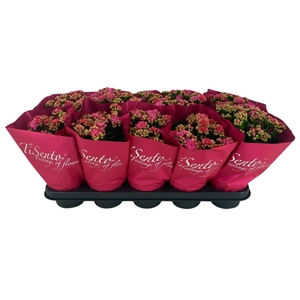 KAL GE PERFECTA ROSA