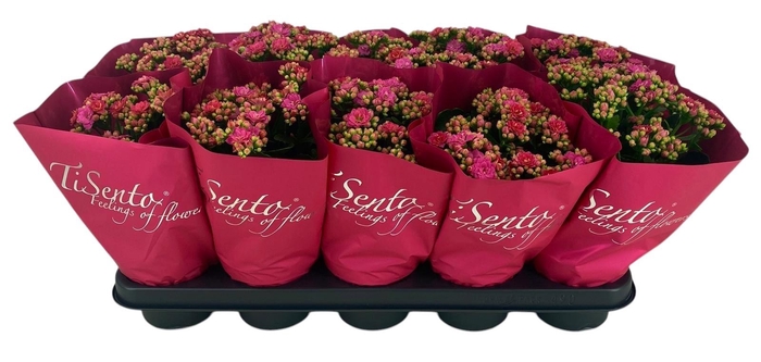 <h4>KAL GE PERFECTA ROSA</h4>