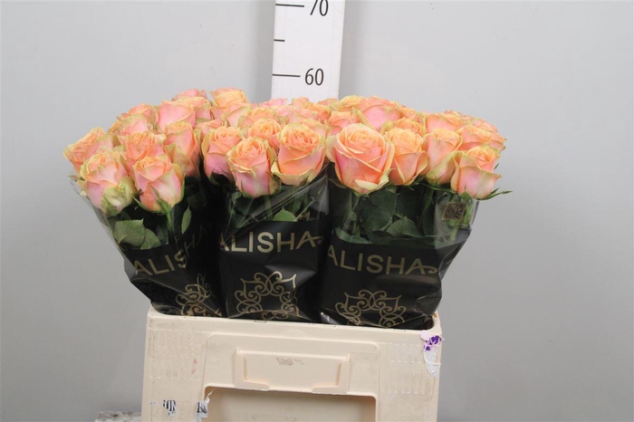 <h4>R Gr Dividend</h4>