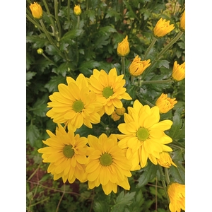 Chr Celebrate Yellow