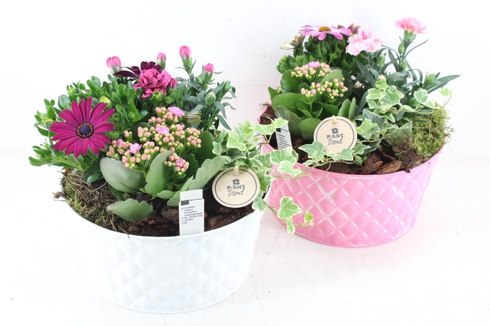 <h4>arr4 Outdoor PL - Zink pastel ruit pot mix</h4>