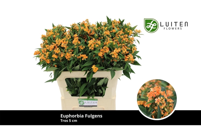 <h4>EUPH F T SUNSTREAM</h4>