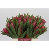 Protea Brenda