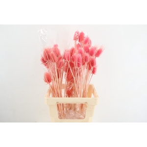 DF Dipsacus Pink Bs 130g