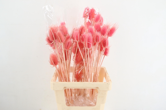 <h4>DF Dipsacus Pink Bs 130g</h4>