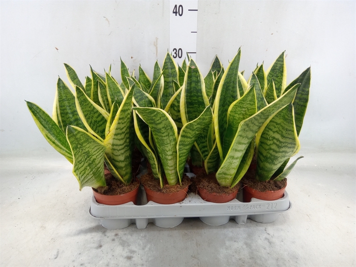 <h4>Sansevieria trifa. 'Futura Superba'</h4>