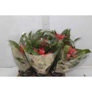 GUZMANIA VERMELHA P12