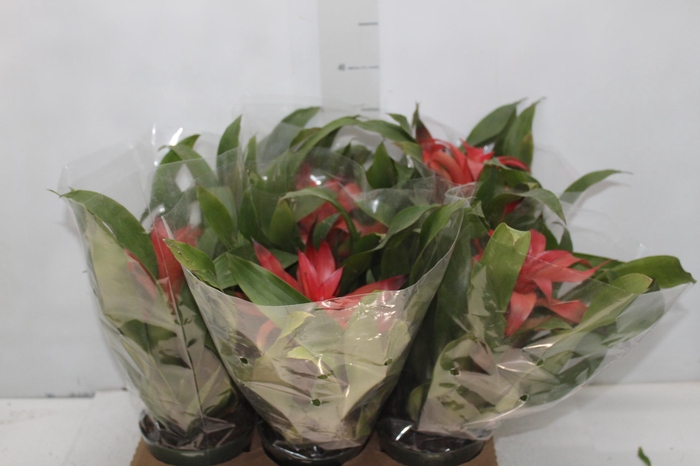 <h4>GUZMANIA VERMELHA P12</h4>