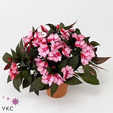 IMPAT NG TA PURP BIC