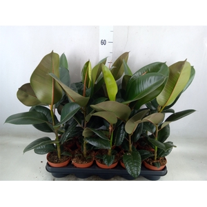Ficus elastica 'Robusta'